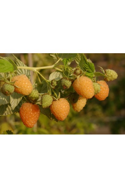 Малина ремонтантна Ярославна - бурштинові плоди